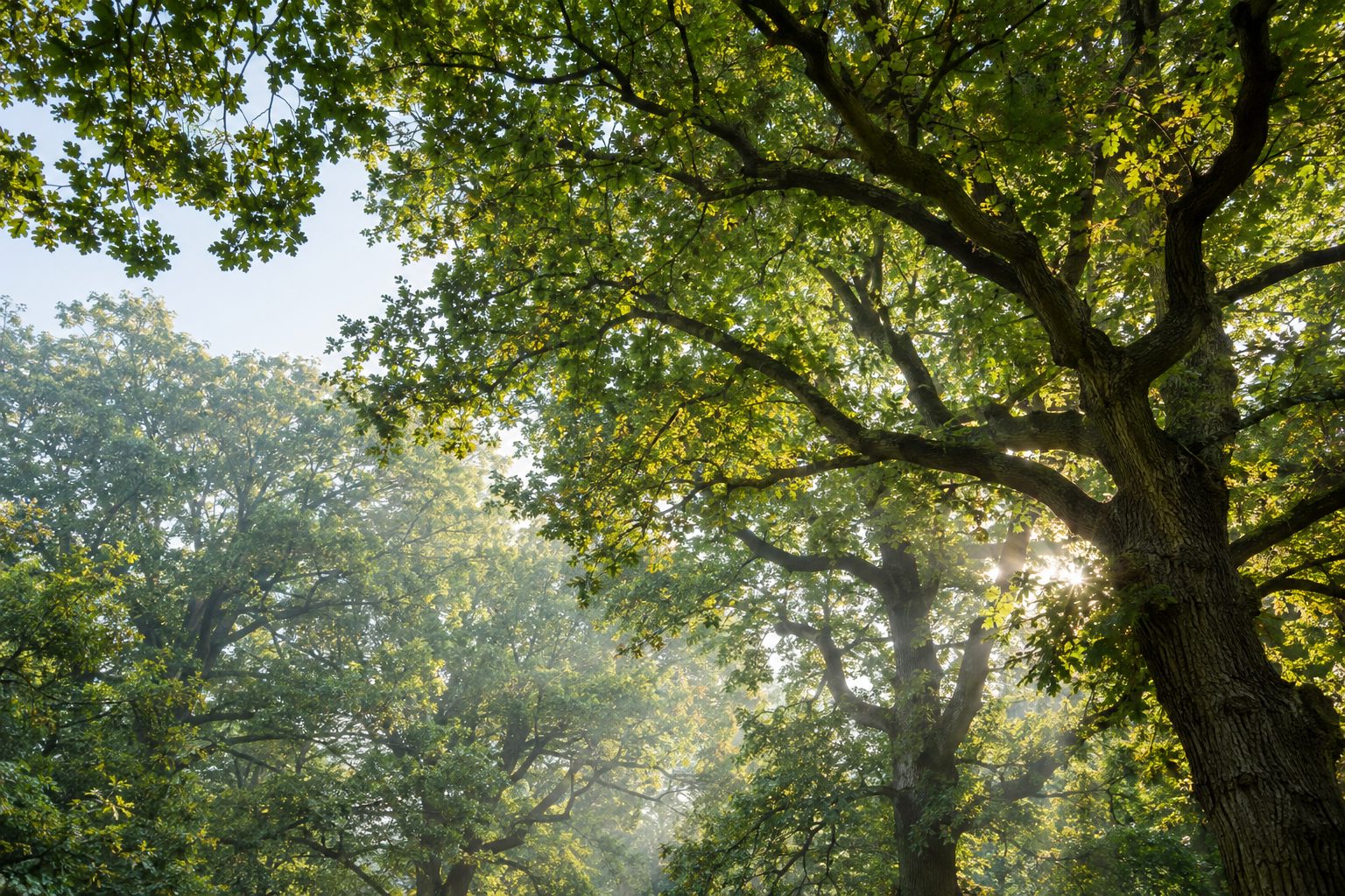 Looking up into a sunlit oak woodland canopy